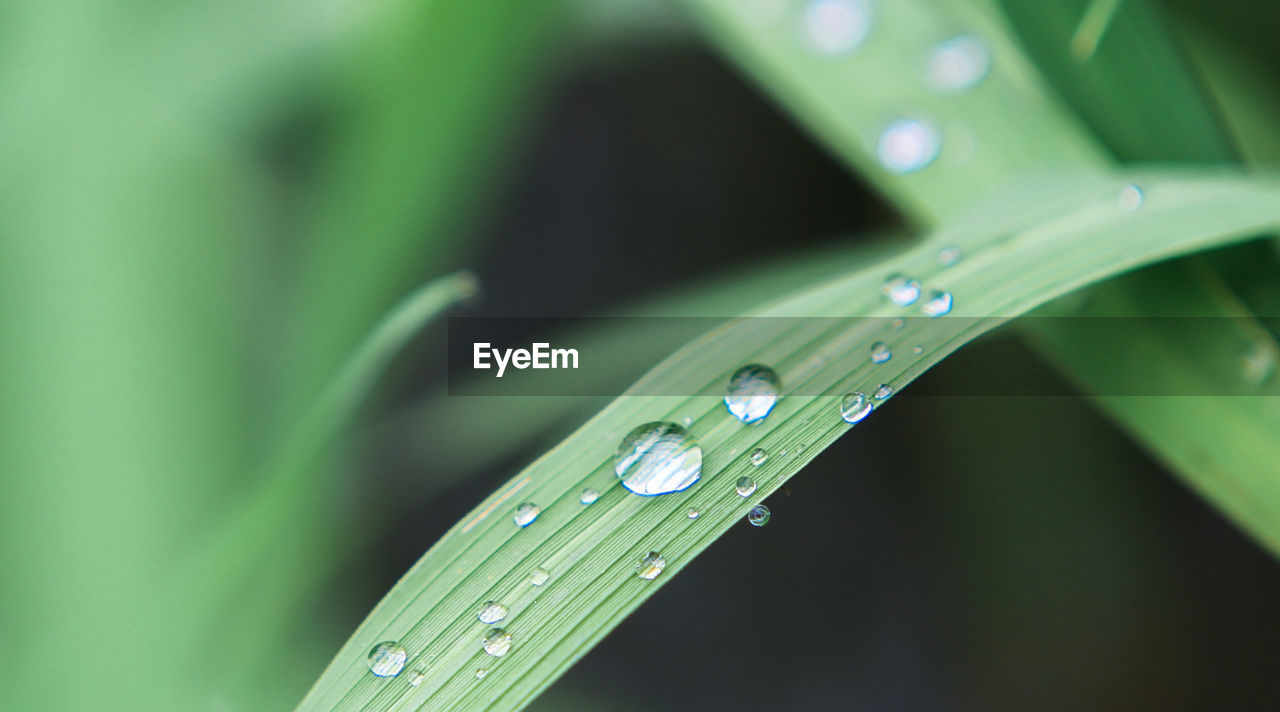 CLOSE-UP OF WATER DROPS ON GRASS