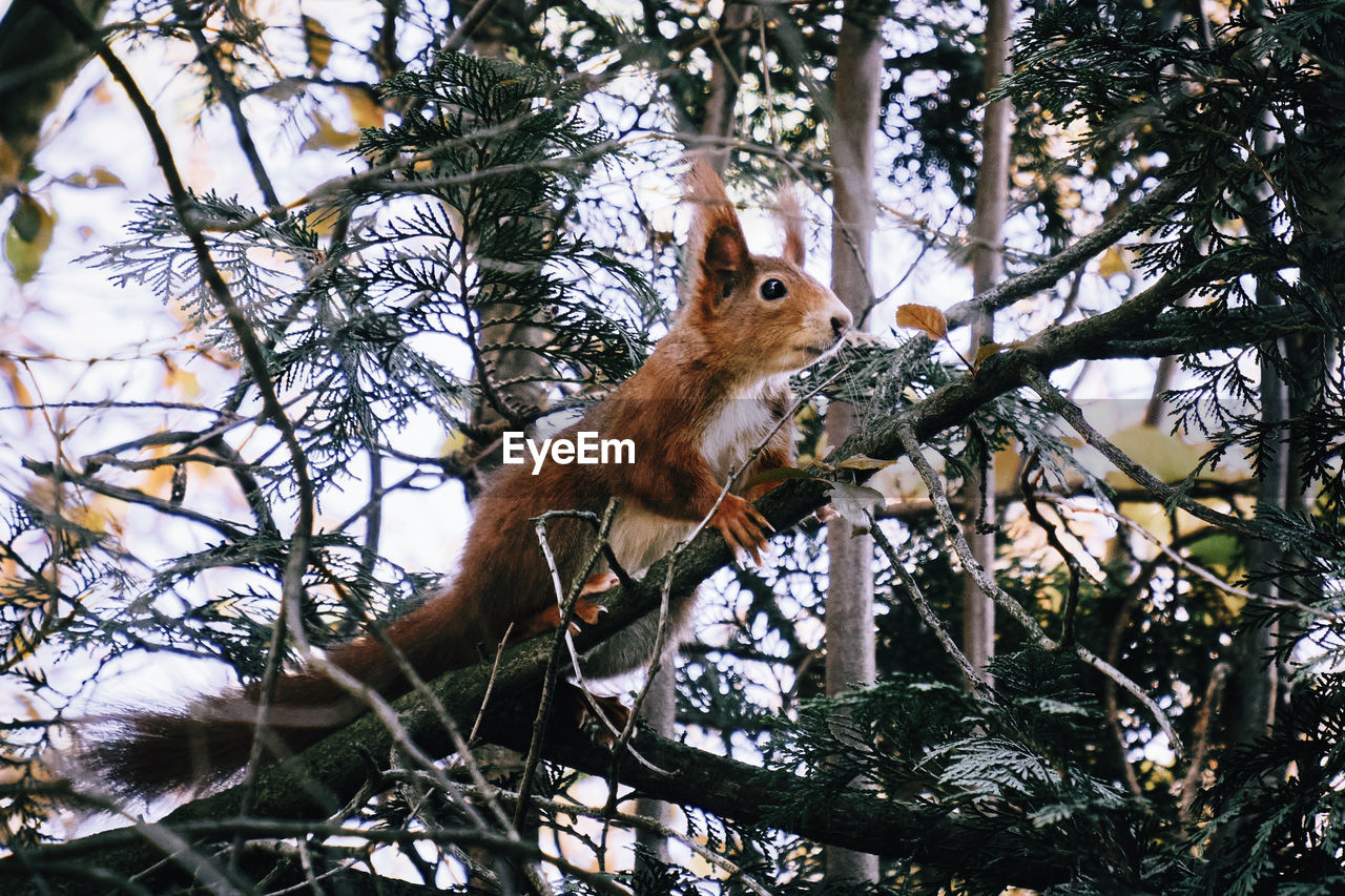 LOW ANGLE VIEW OF SQUIRREL ON TREE BRANCH