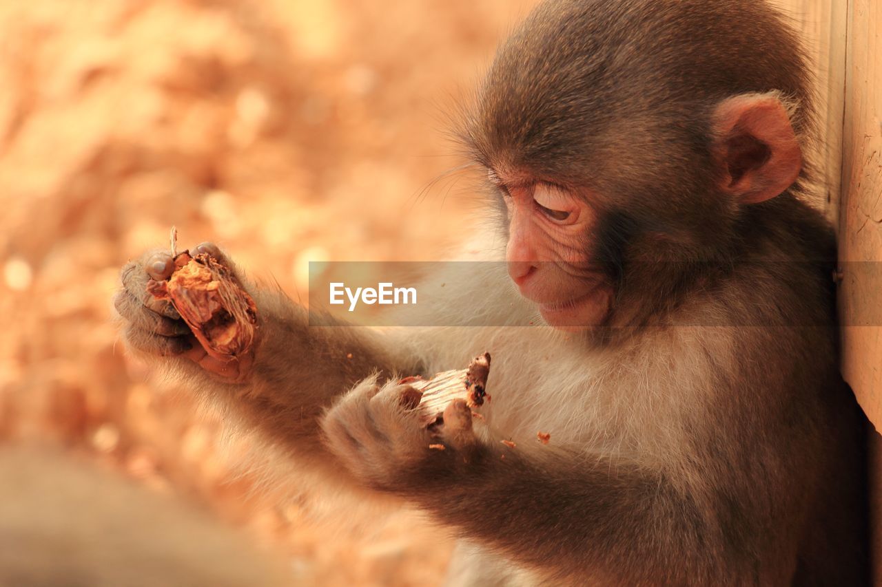 Close-up of monkey infant eating nut