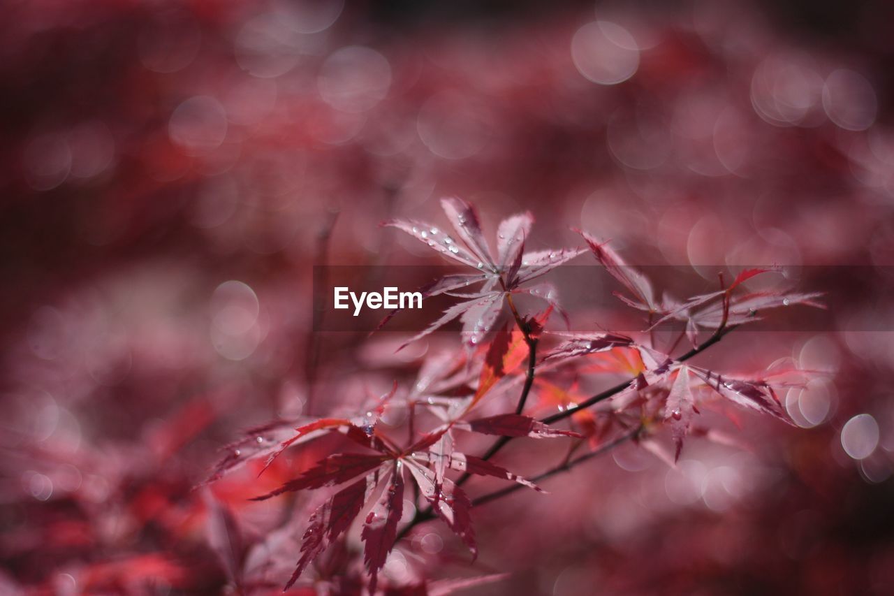 Close-up of red autumn tree