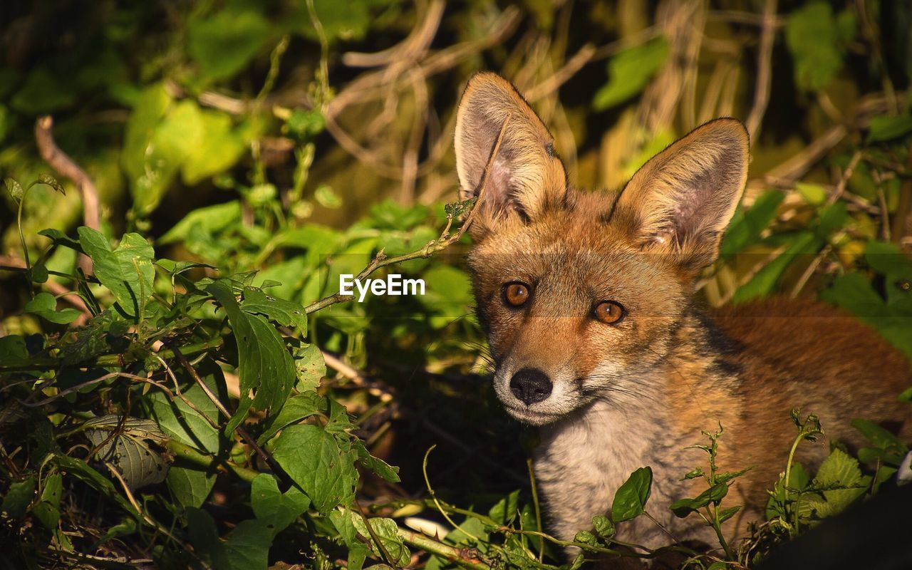 Portrait of fox by plants