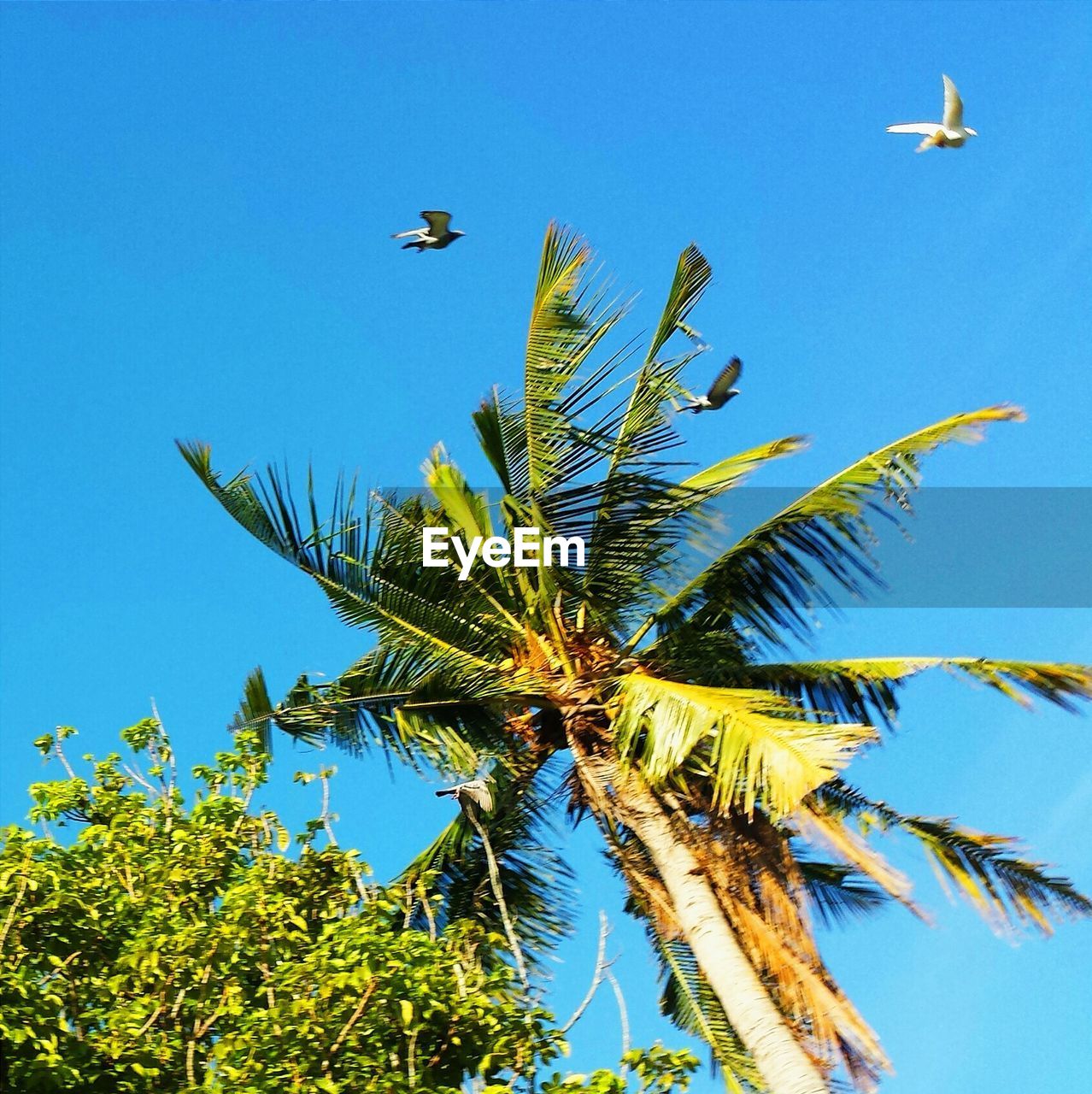 Low angle view of palm tree and birds against clear blue sky