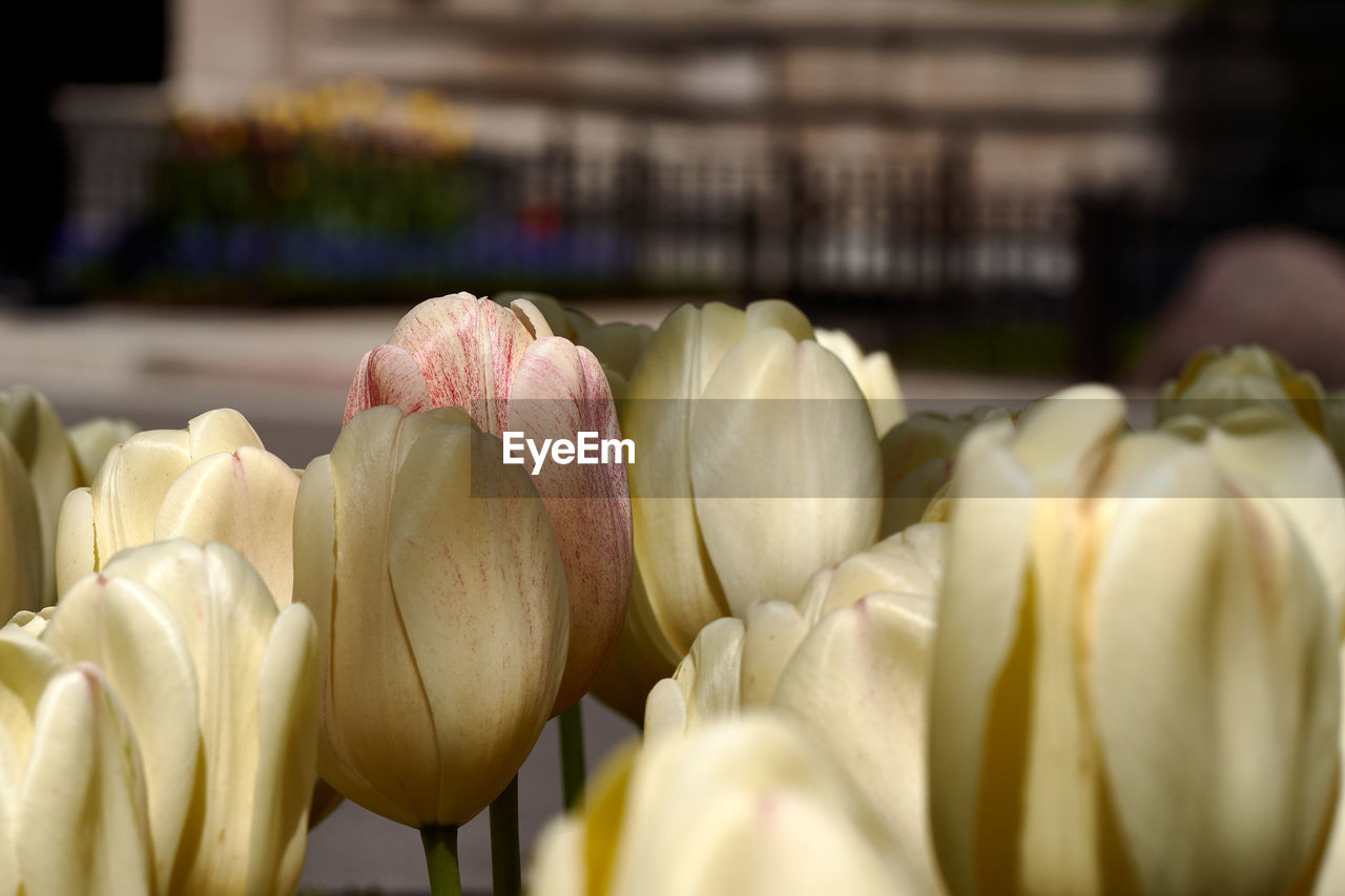 Close-up of pale yellow tulips