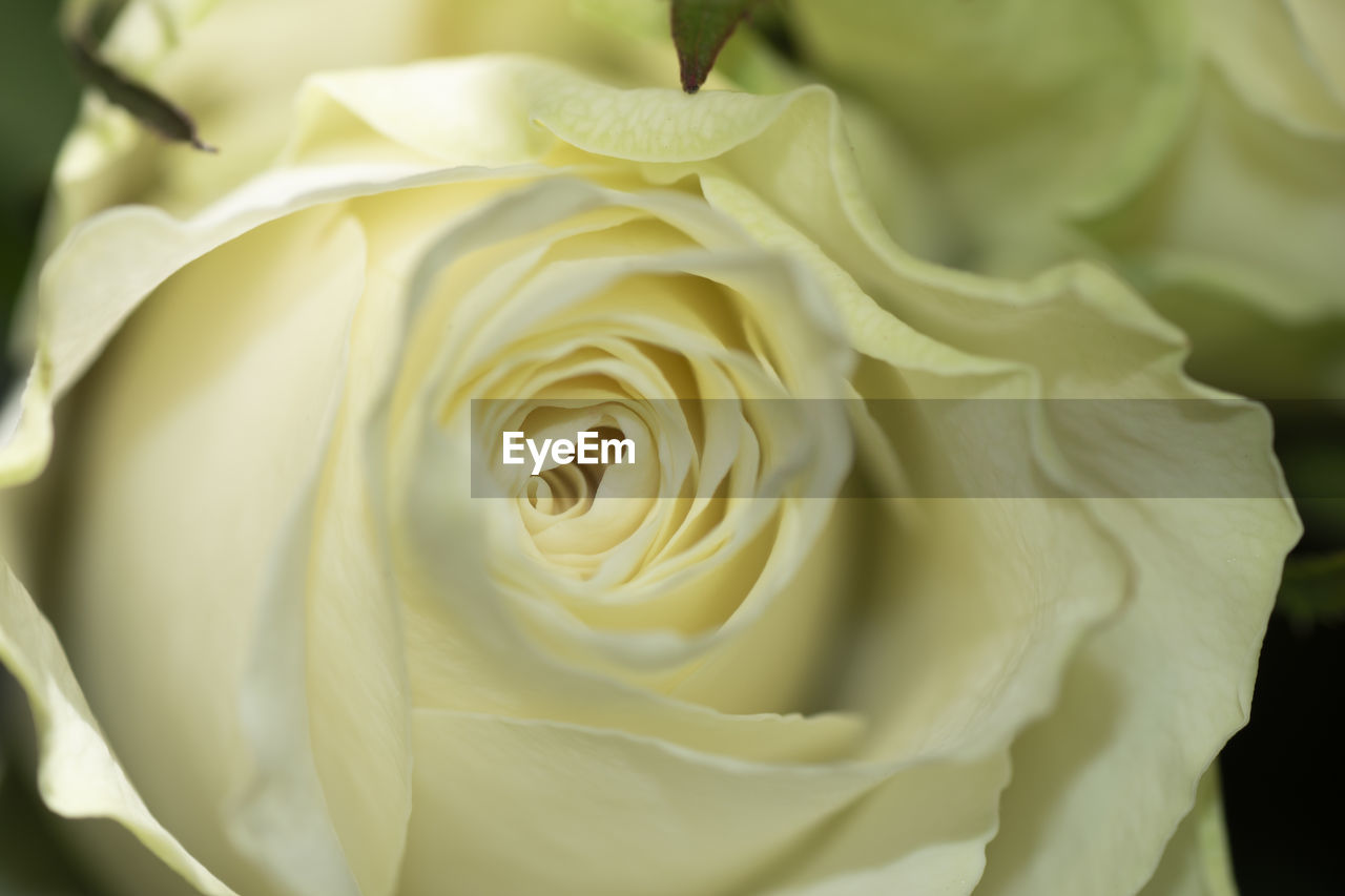 CLOSE-UP OF ROSE AGAINST WHITE ROSES