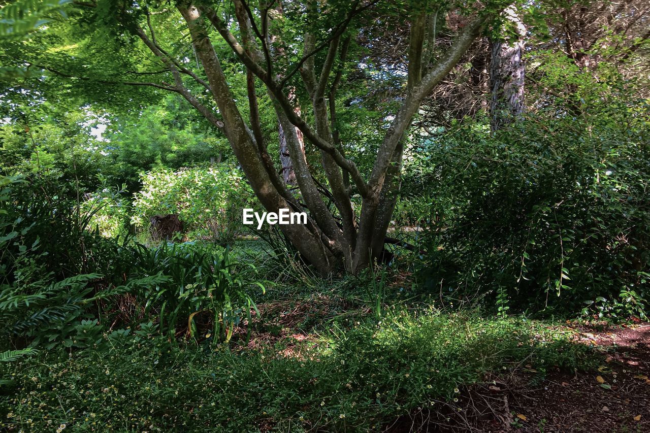 TREES AND PLANTS GROWING IN FOREST