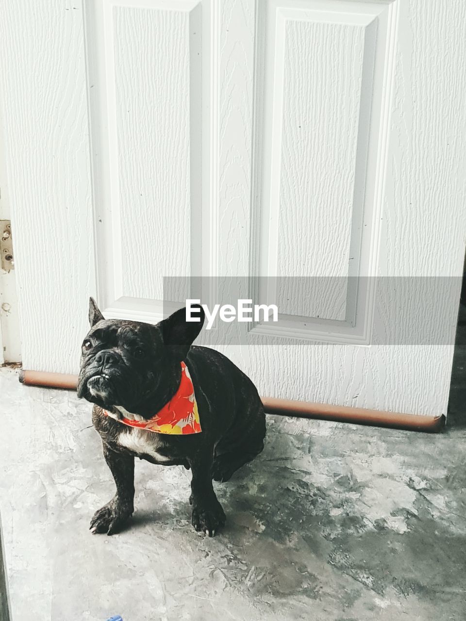 BLACK DOG STANDING ON ENTRANCE