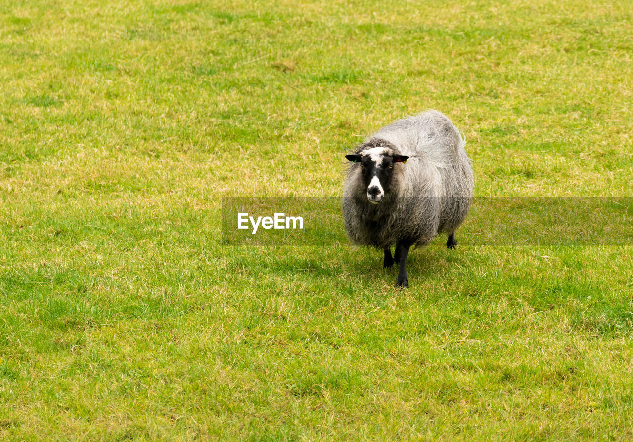 VIEW OF BIRD ON FIELD