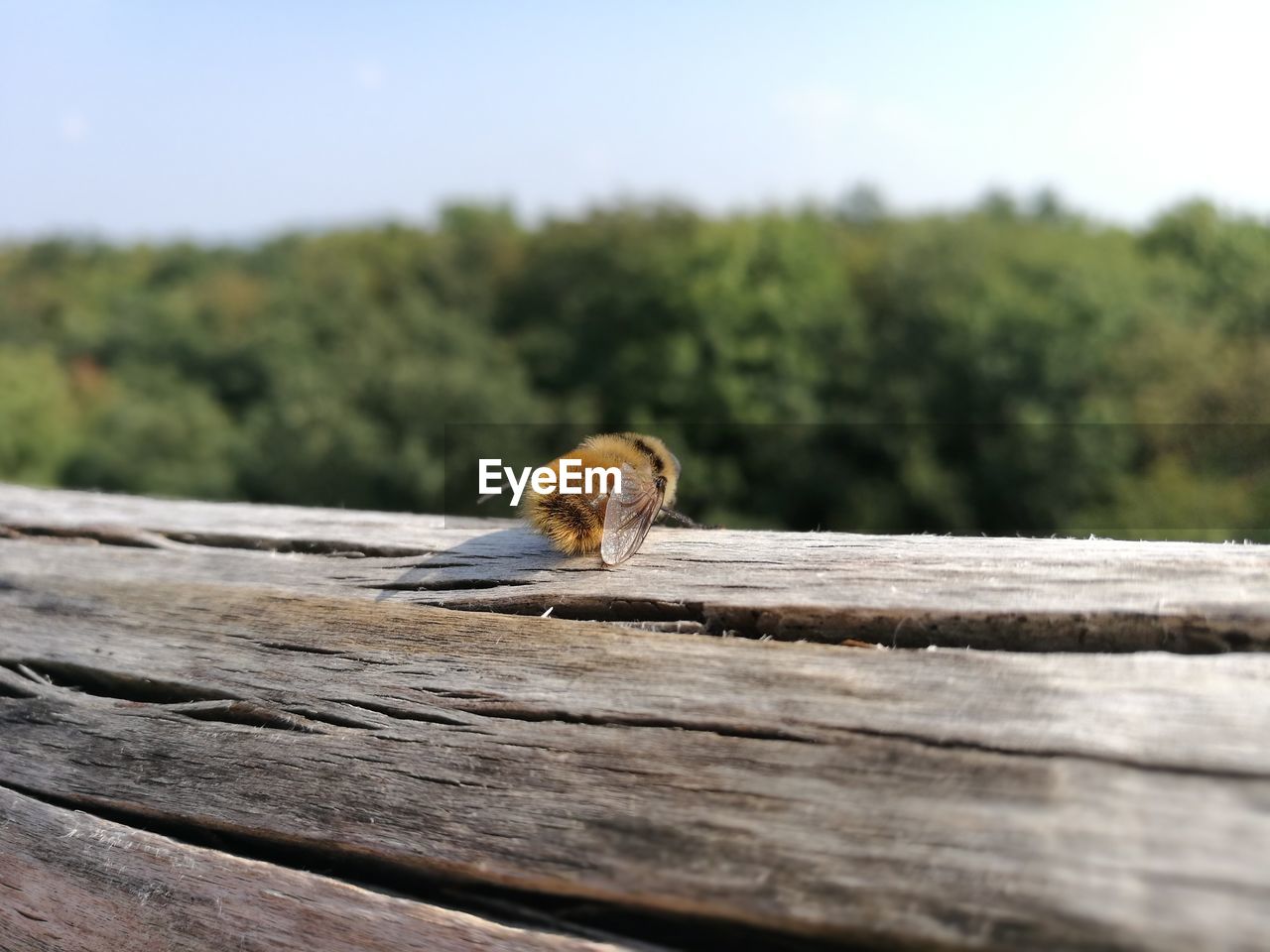 CLOSE-UP OF AN ANIMAL ON WOOD