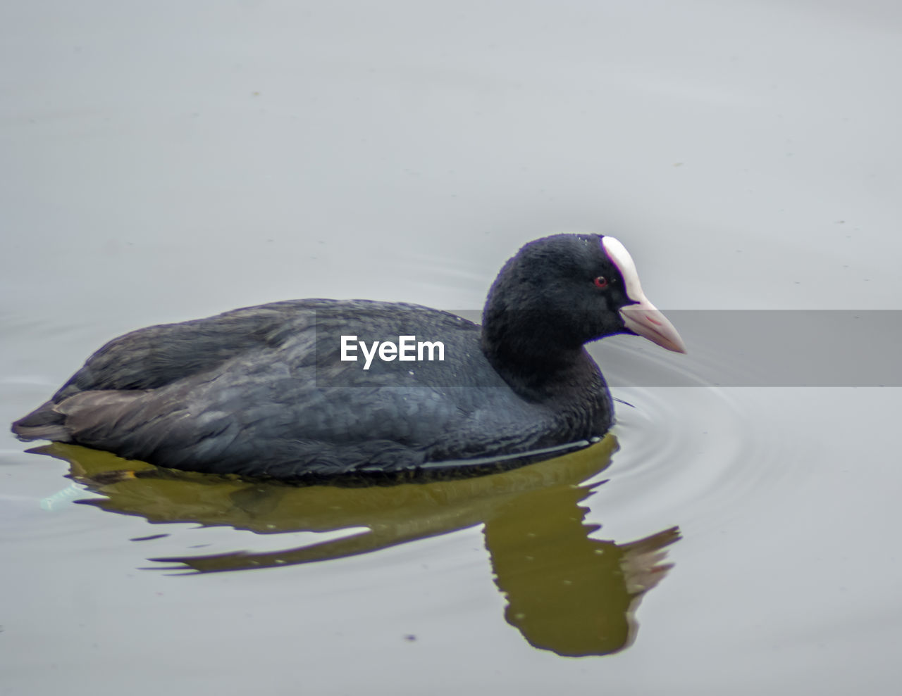 Close-up of coot swimming in lake