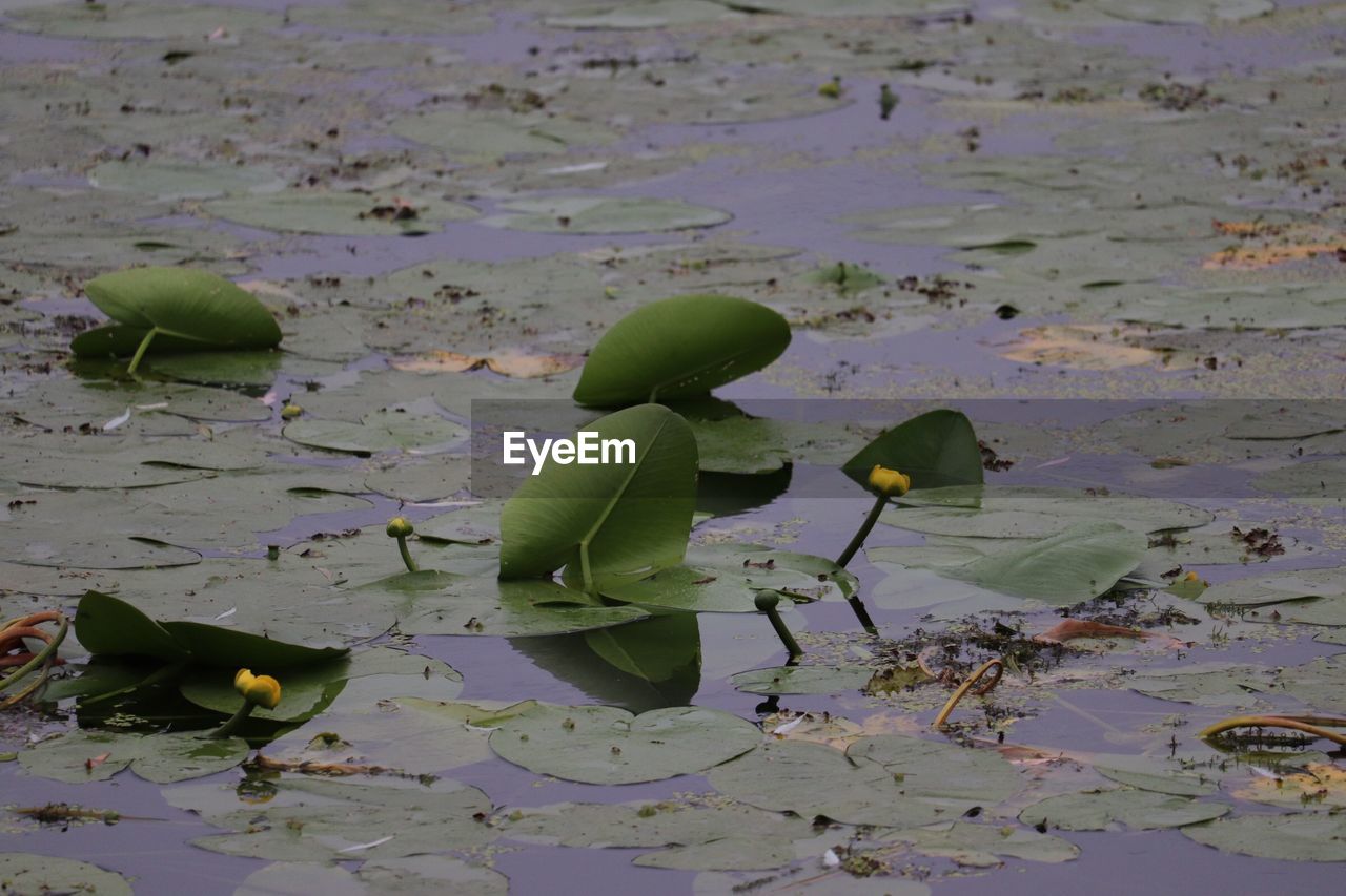 View of leaves floating on water
