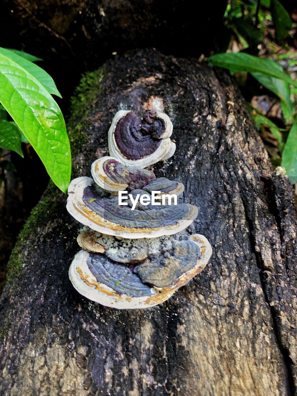 CLOSE-UP OF MUSHROOM GROWING ON TREE TRUNK