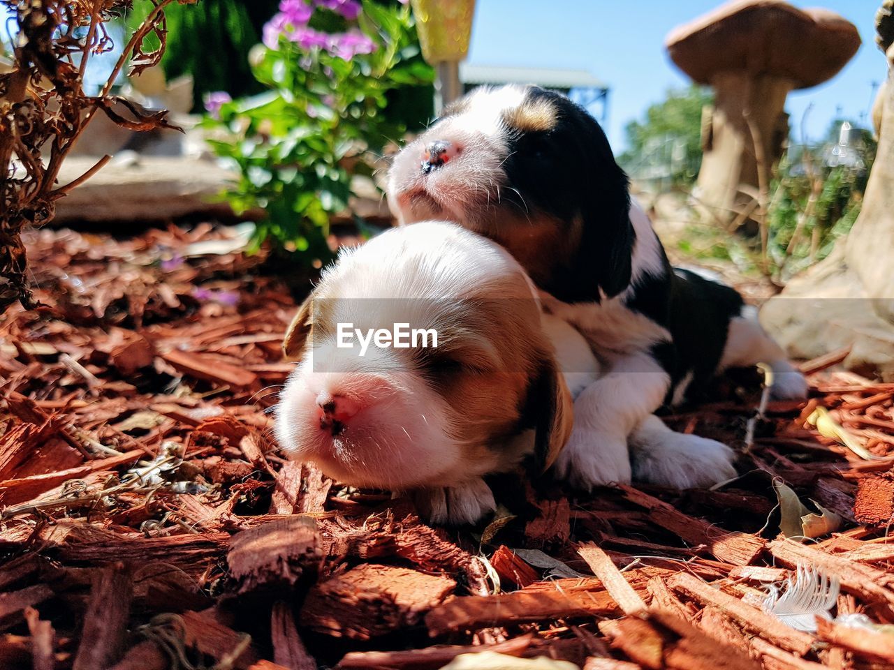 Close-up of puppies