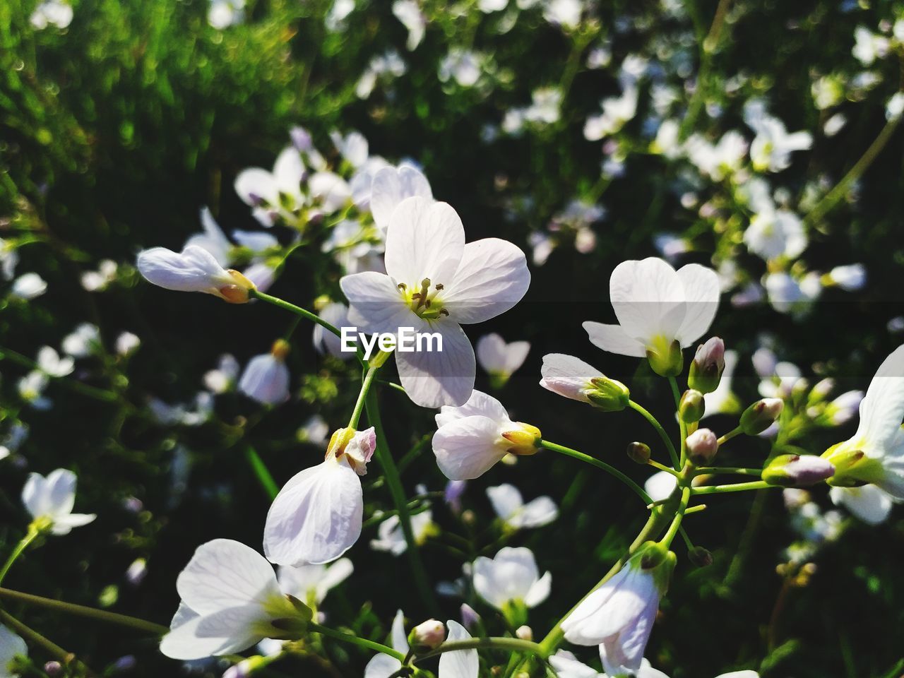 CLOSE-UP OF WHITE FLOWERING PLANT WITH FLOWERS