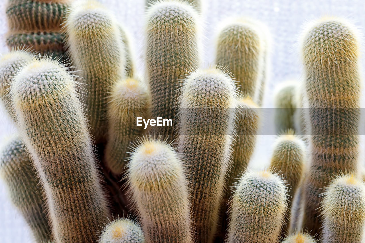 Parodia leninghausii, cactus species of the genus malacocarpus and eriocactus. columnar cactus