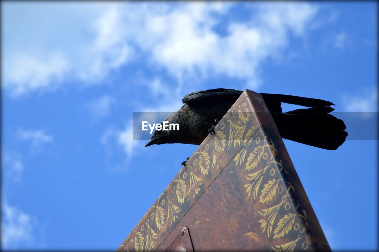 Low angle view of bird perching on metal against sky