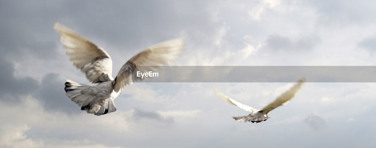 Low angle view of seagulls flying against cloudy sky