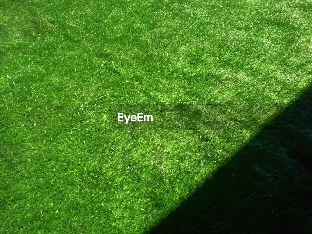 FULL FRAME SHOT OF GRASS ON FIELD