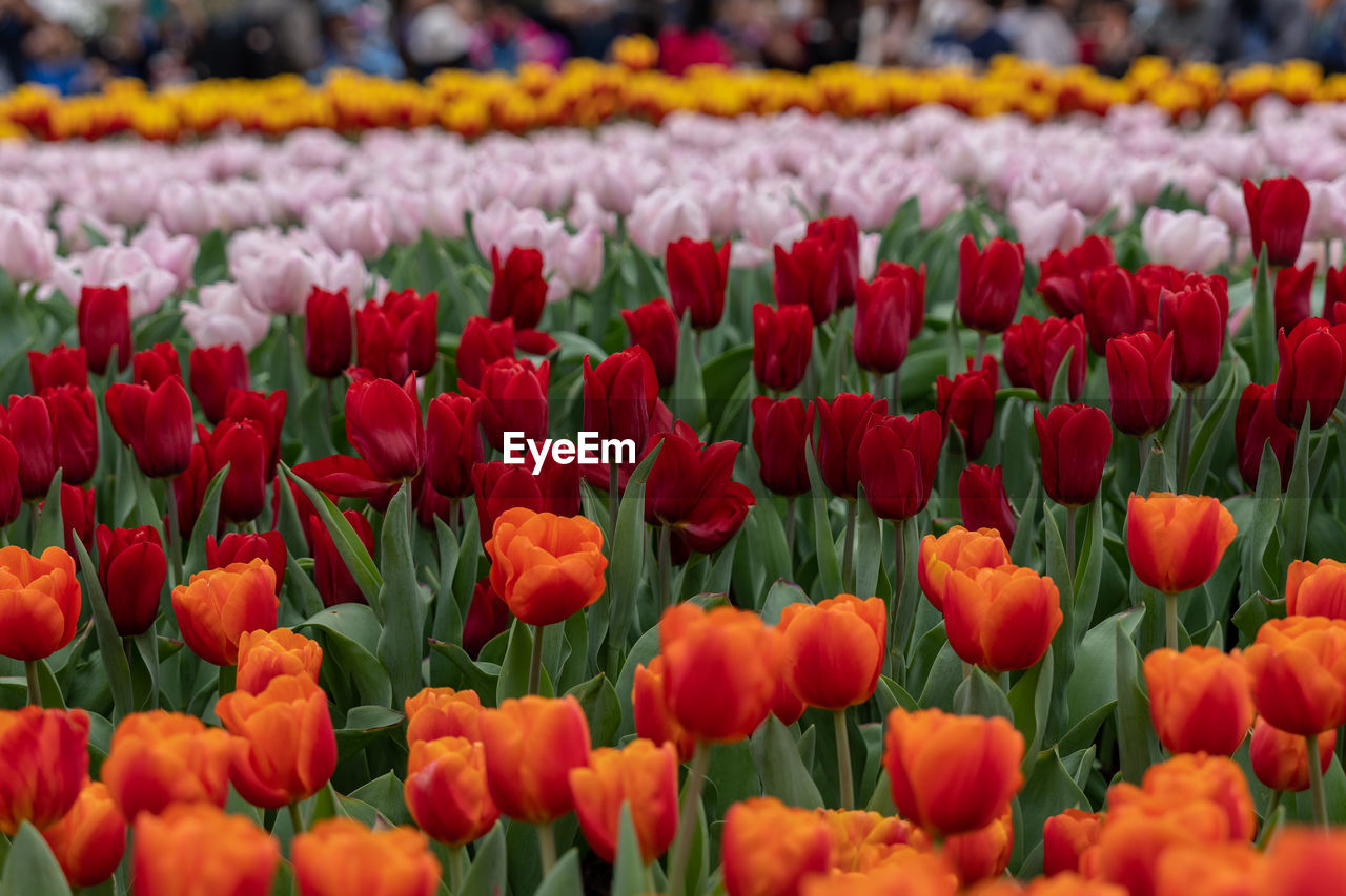 full frame shot of yellow flowering plants