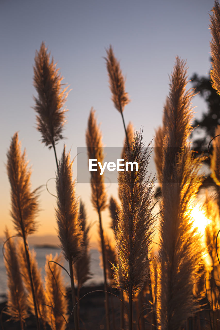 Close-up of plants at beach against sunset