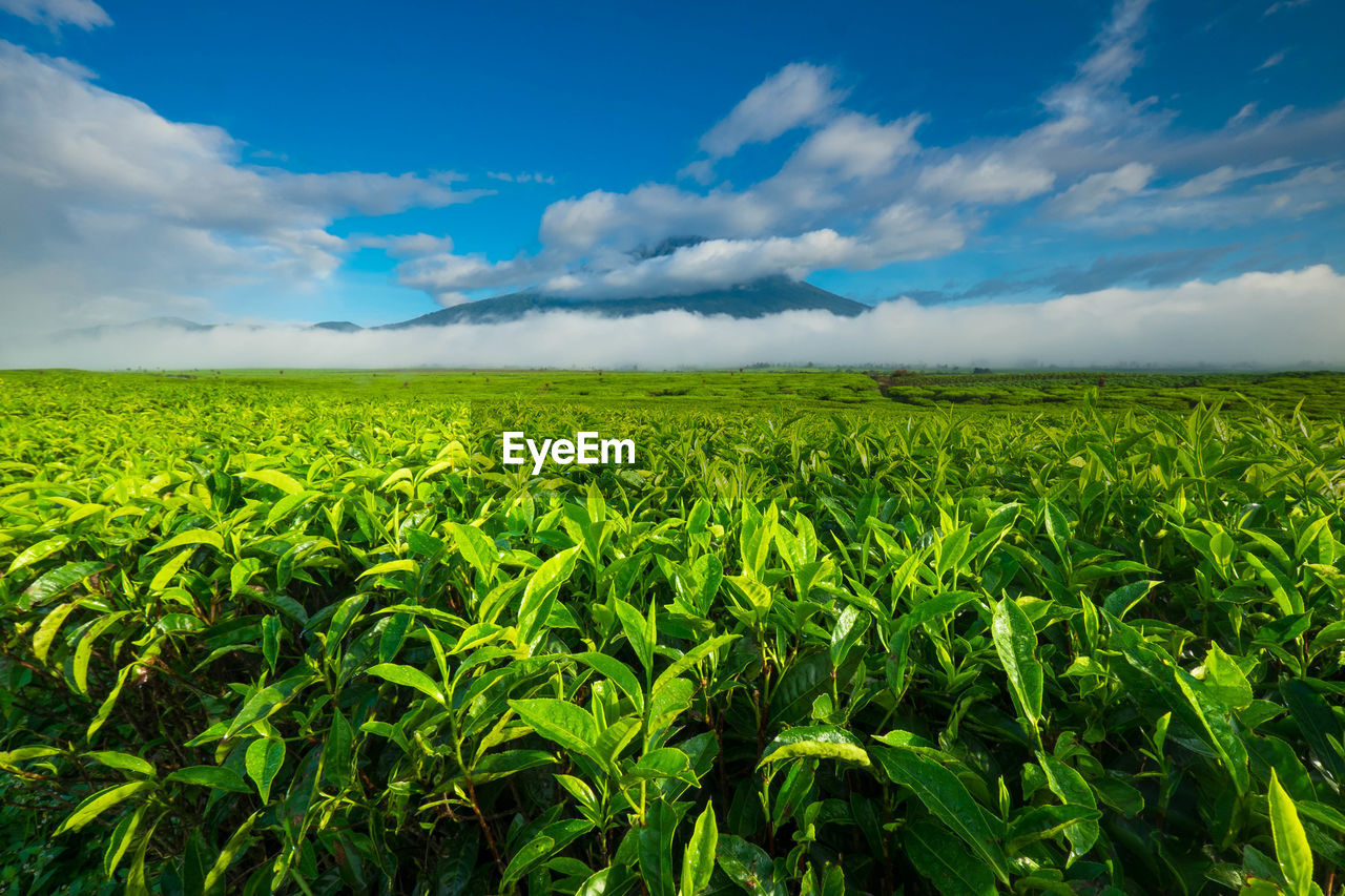 Scenic view of agricultural field against sky