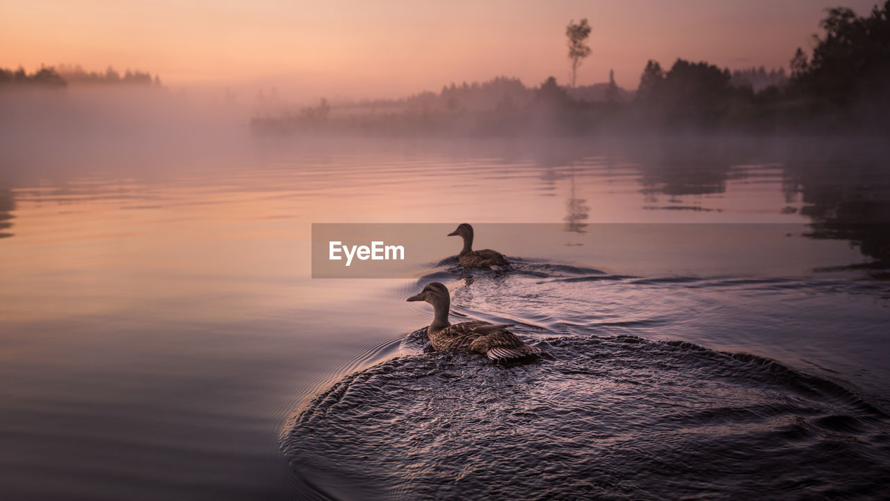 Ducks swimming at lake during sunset