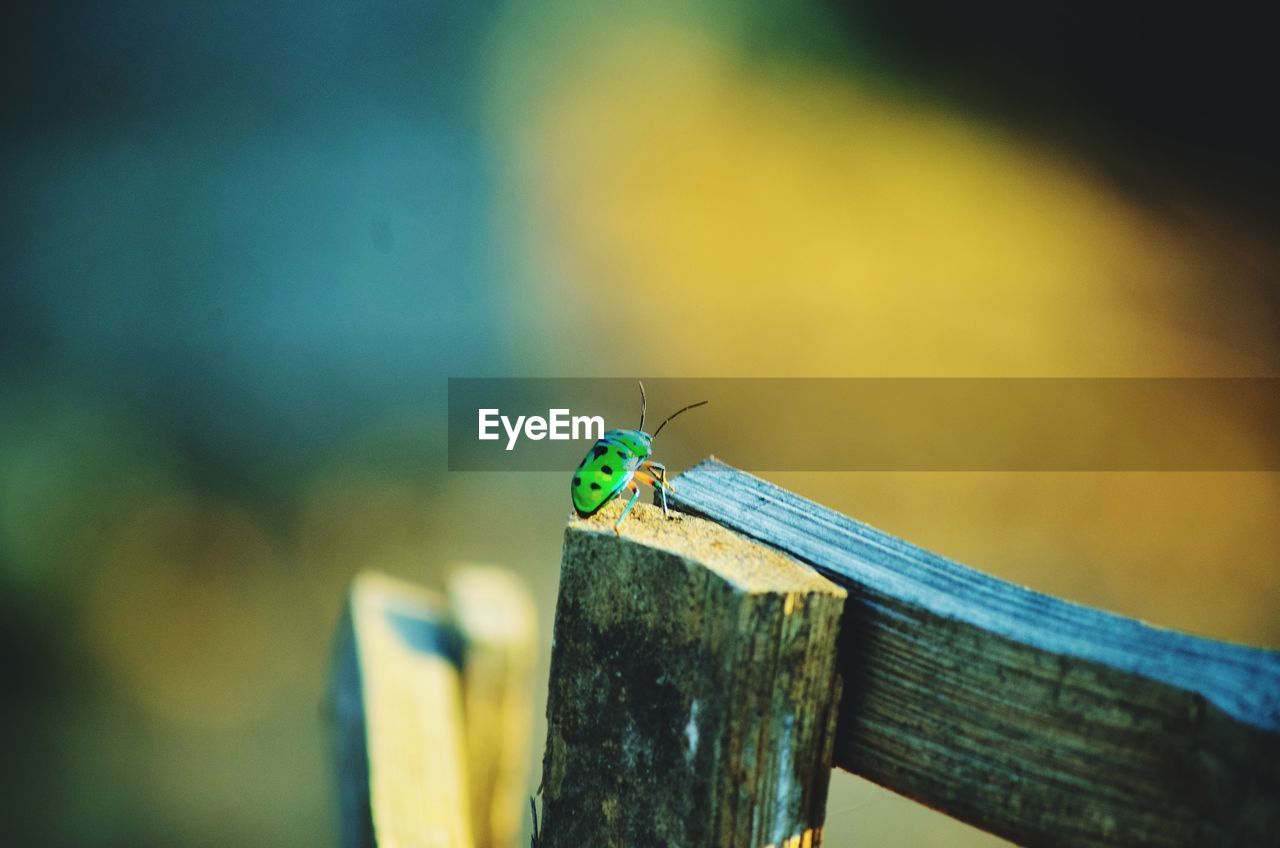 INSECT PERCHING ON WOOD