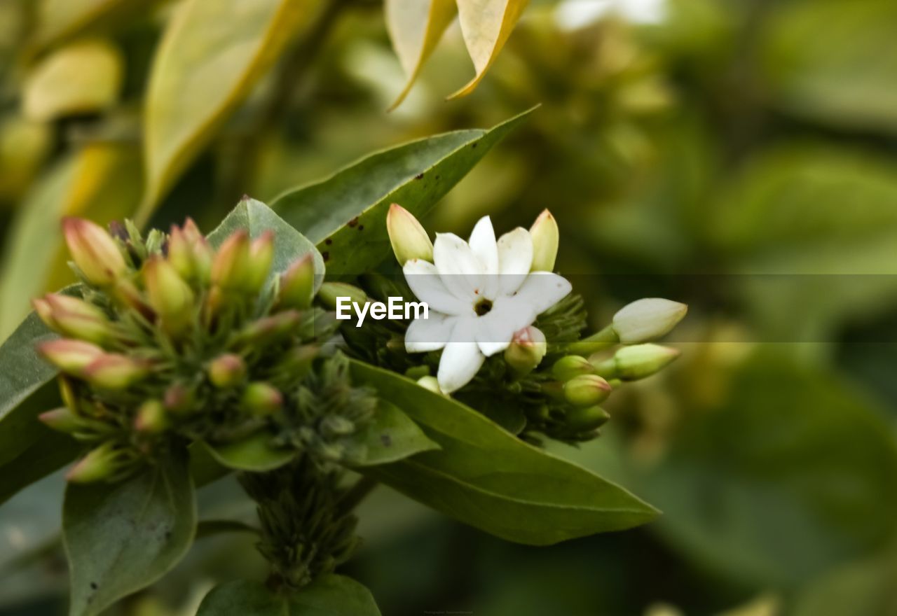 CLOSE-UP OF WHITE FLOWERING PLANT AGAINST BLURRED BACKGROUND