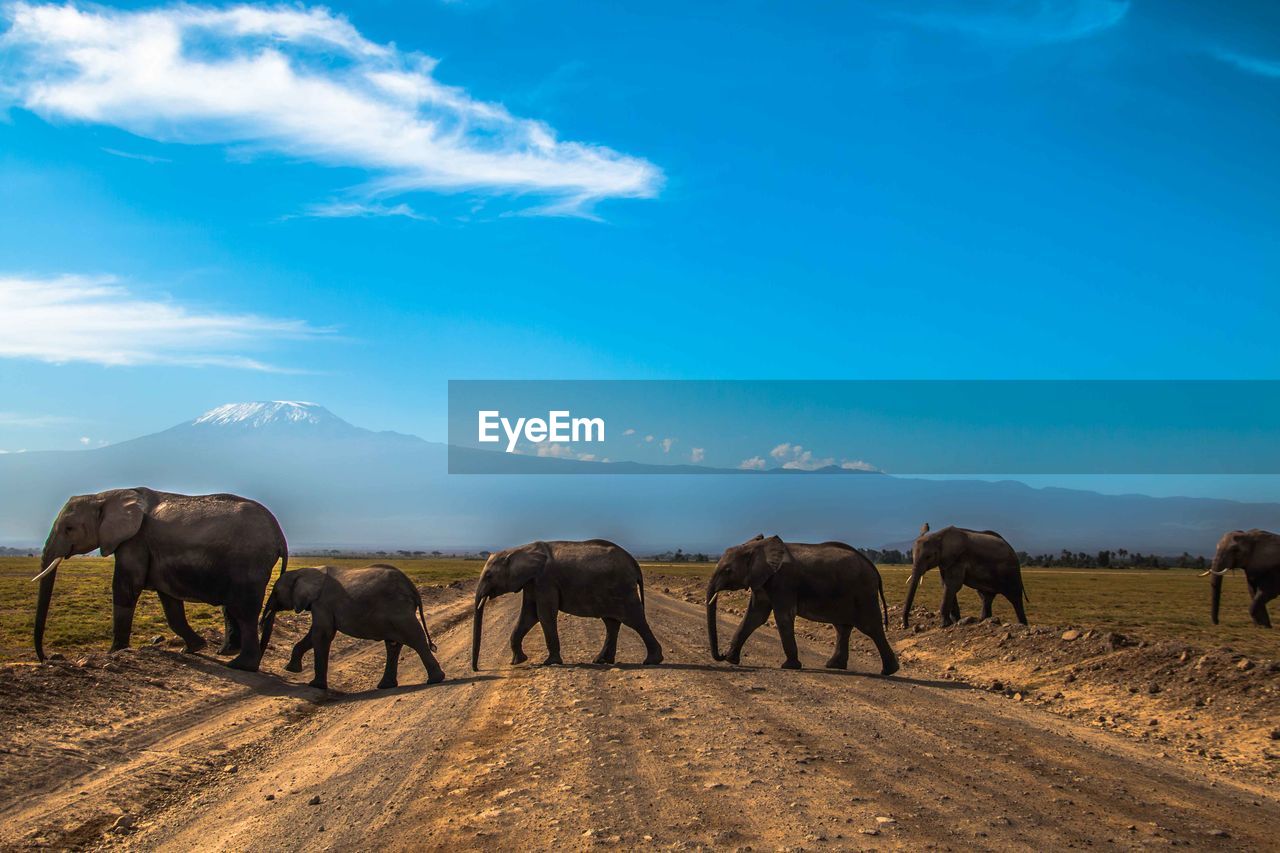 Elephants walking on landscape against sky