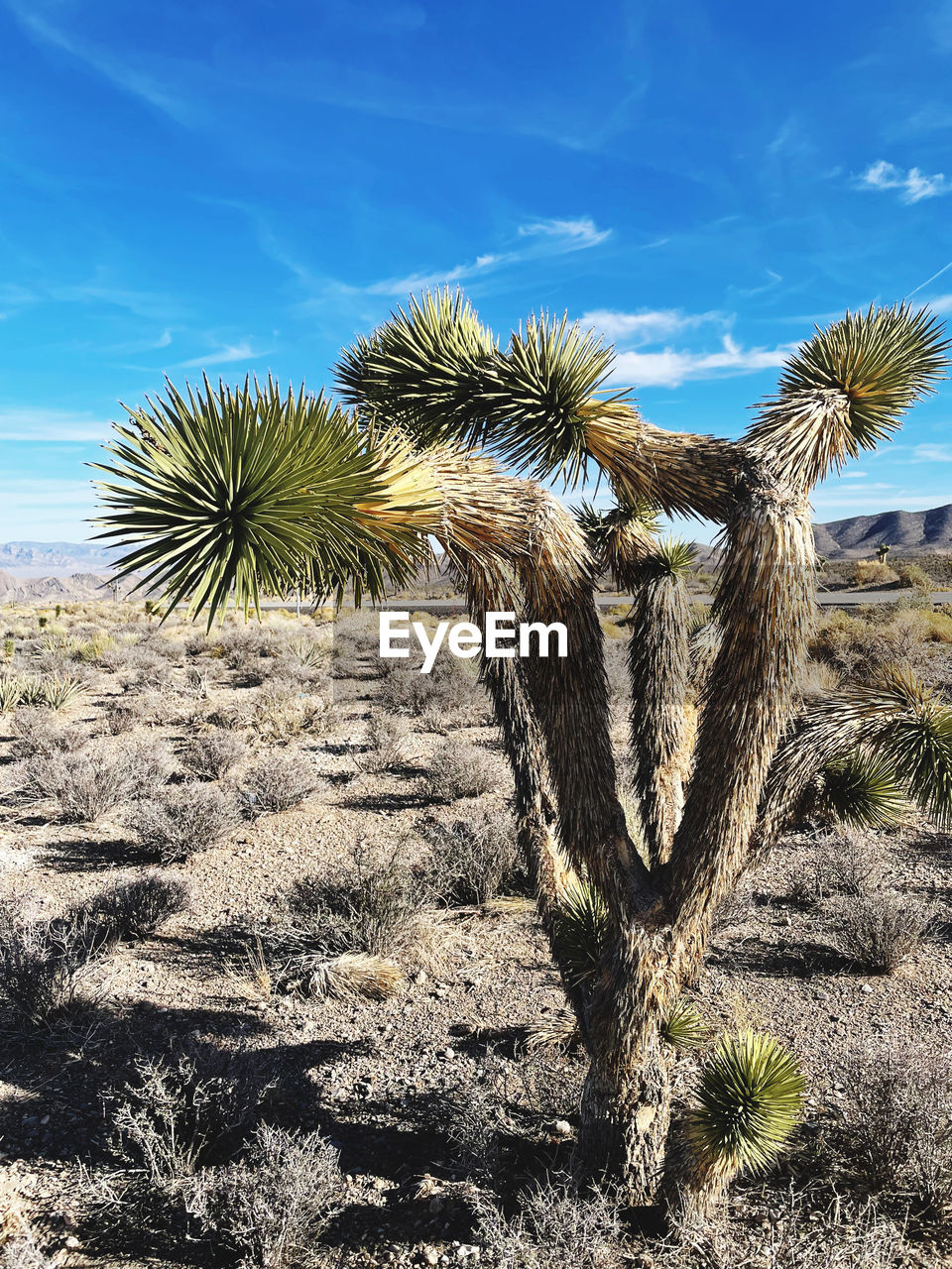 plant, sky, desert, nature, land, tree, growth, no people, cactus, scenics - nature, palm tree, succulent plant, beauty in nature, arid climate, environment, tranquility, day, sunlight, landscape, climate, blue, cloud, flower, tropical climate, outdoors, sunny, tranquil scene, grass, sand, non-urban scene, semi-arid, date palm tree, heat, natural environment, field, saguaro cactus