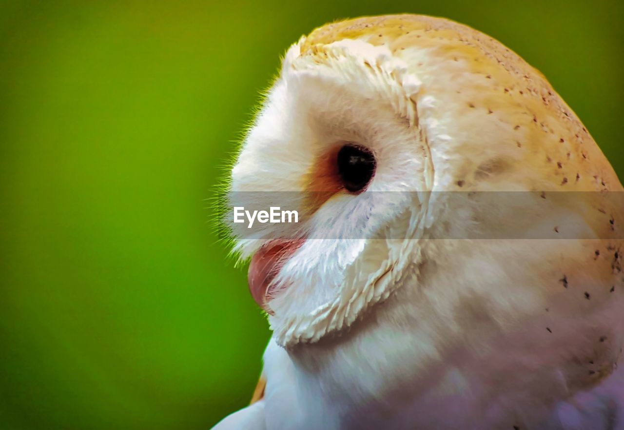 CLOSE-UP OF WHITE OWL