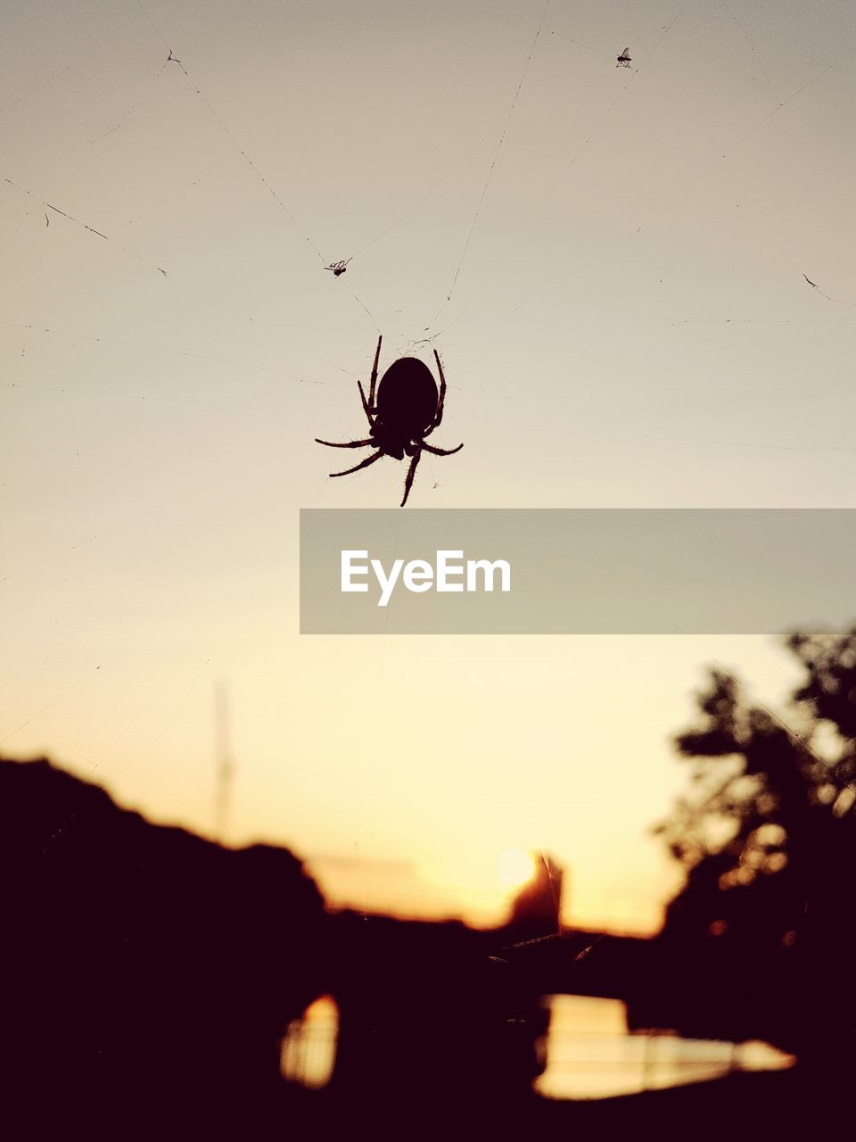 CLOSE-UP OF A SPIDER ON A SILHOUETTE OF A SUNSET