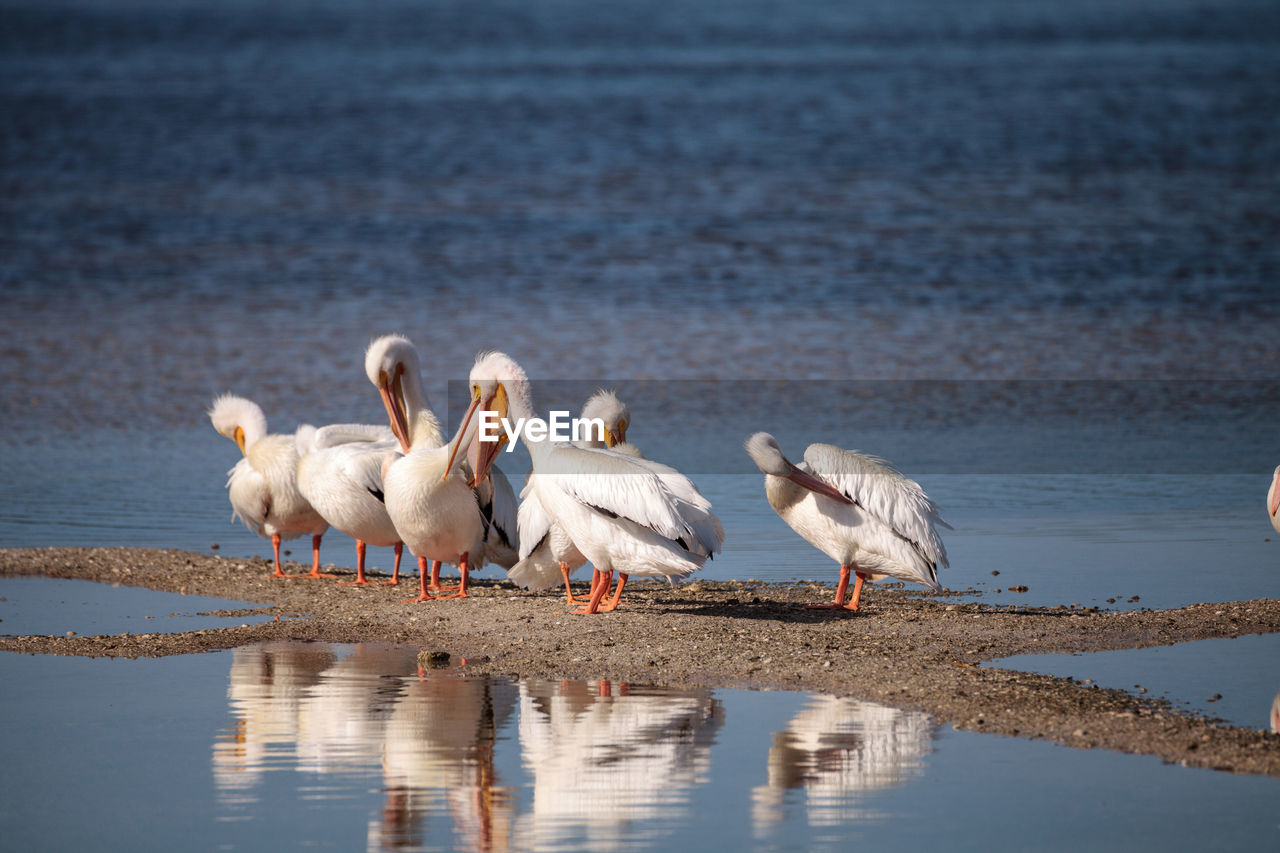 SEAGULLS ON BEACH