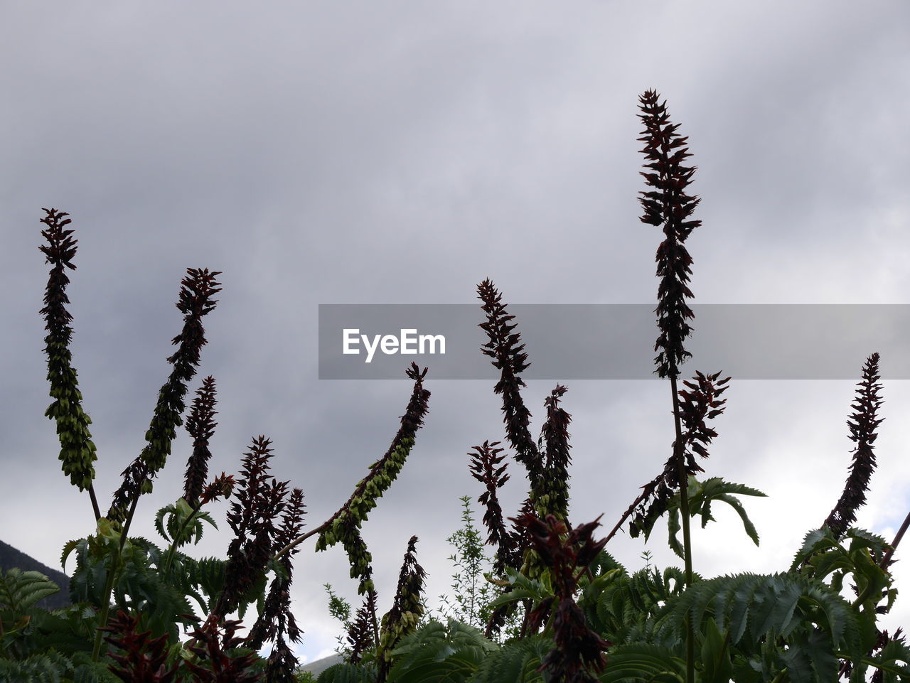 LOW ANGLE VIEW OF PLANT AGAINST SKY