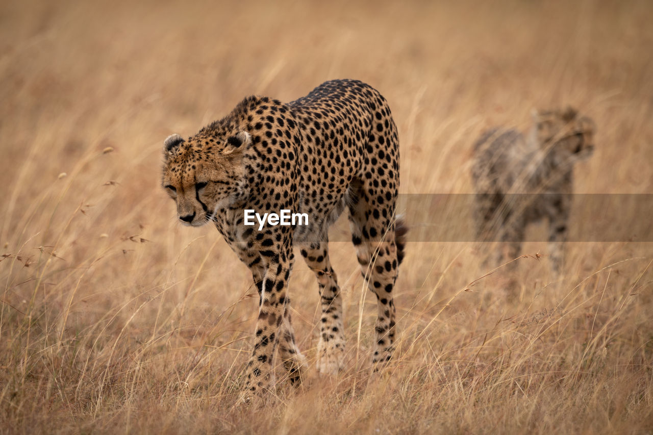 Cheetah family walking on grassy field 