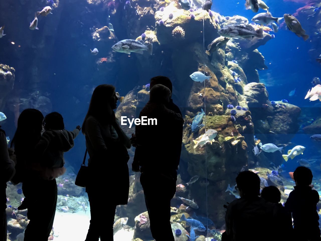 Rear view of people standing in aquarium