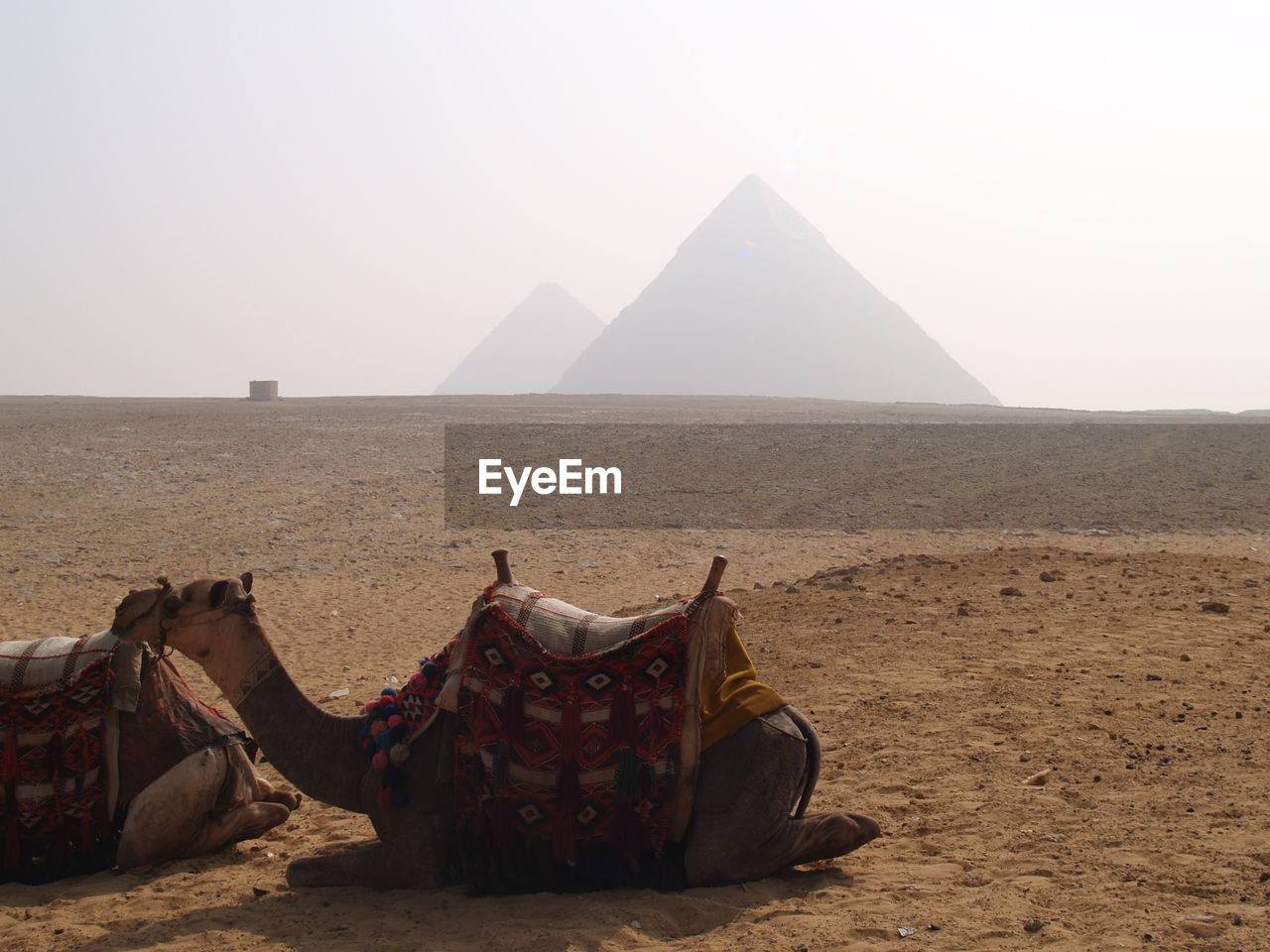 Camels relaxing at desert against sky