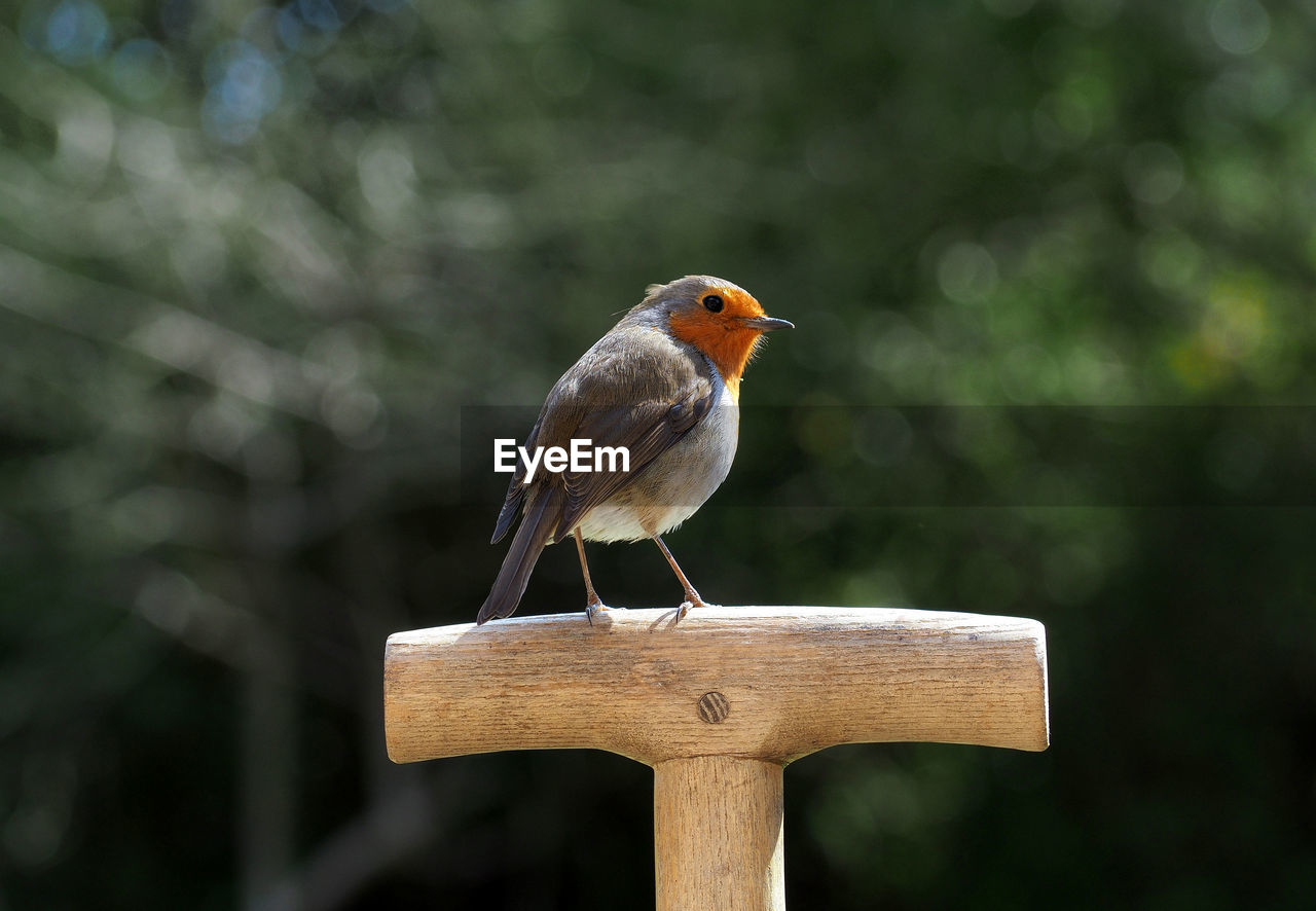 BIRD PERCHING ON WOODEN POST