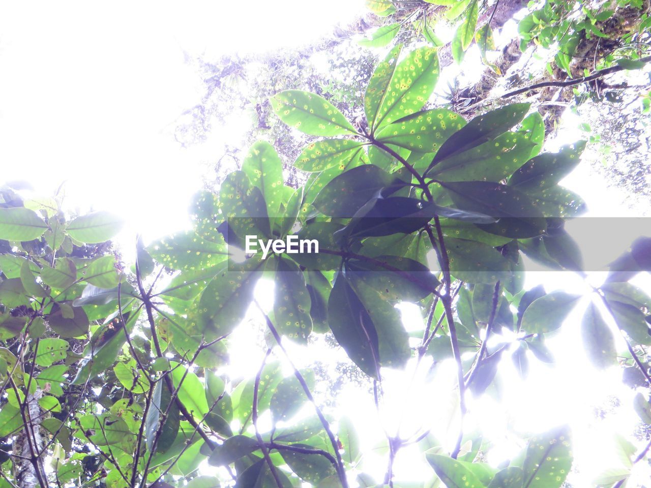 LOW ANGLE VIEW OF FRESH TREE AGAINST SKY