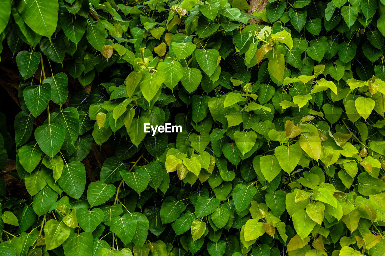 FULL FRAME SHOT OF FRESH GREEN PLANT