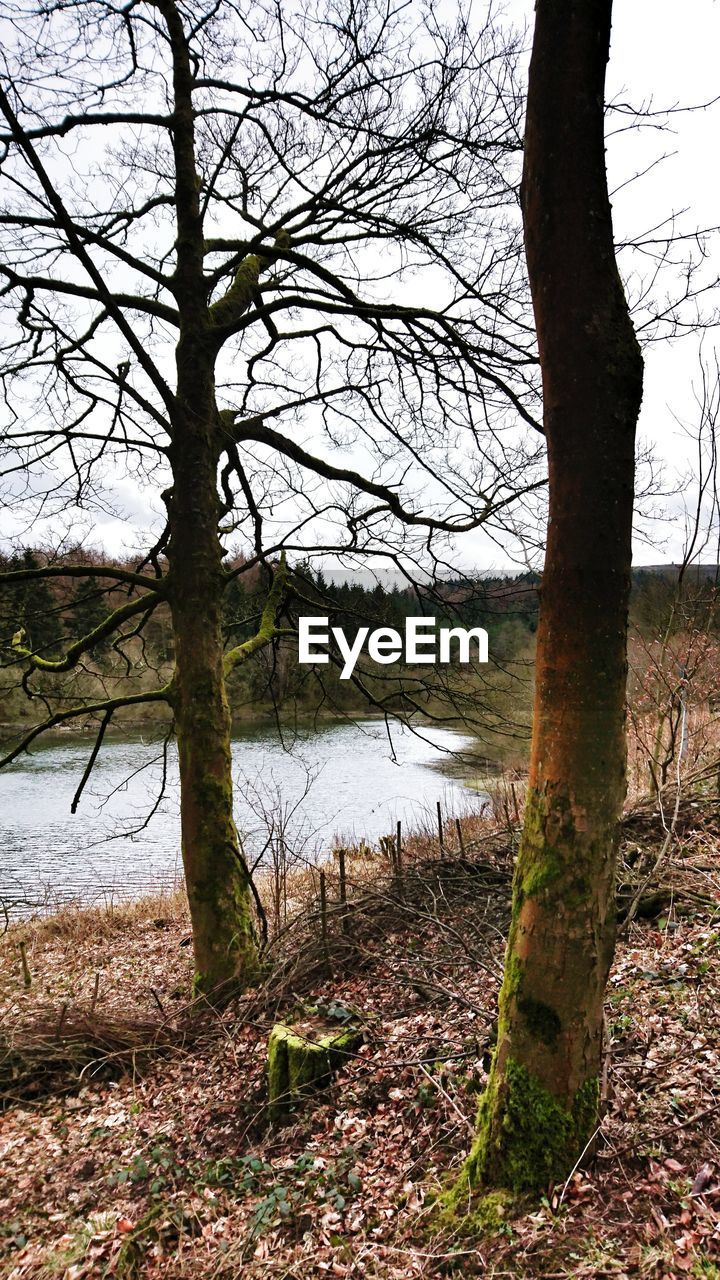 BARE TREE IN LAKE