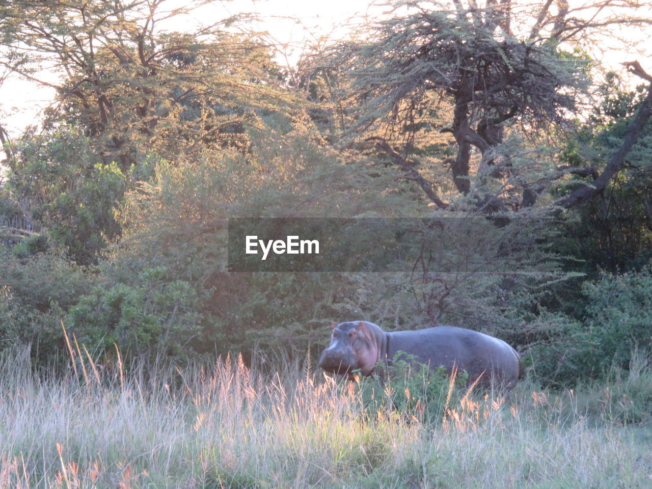 Hippopotamus standing amidst plants in grass