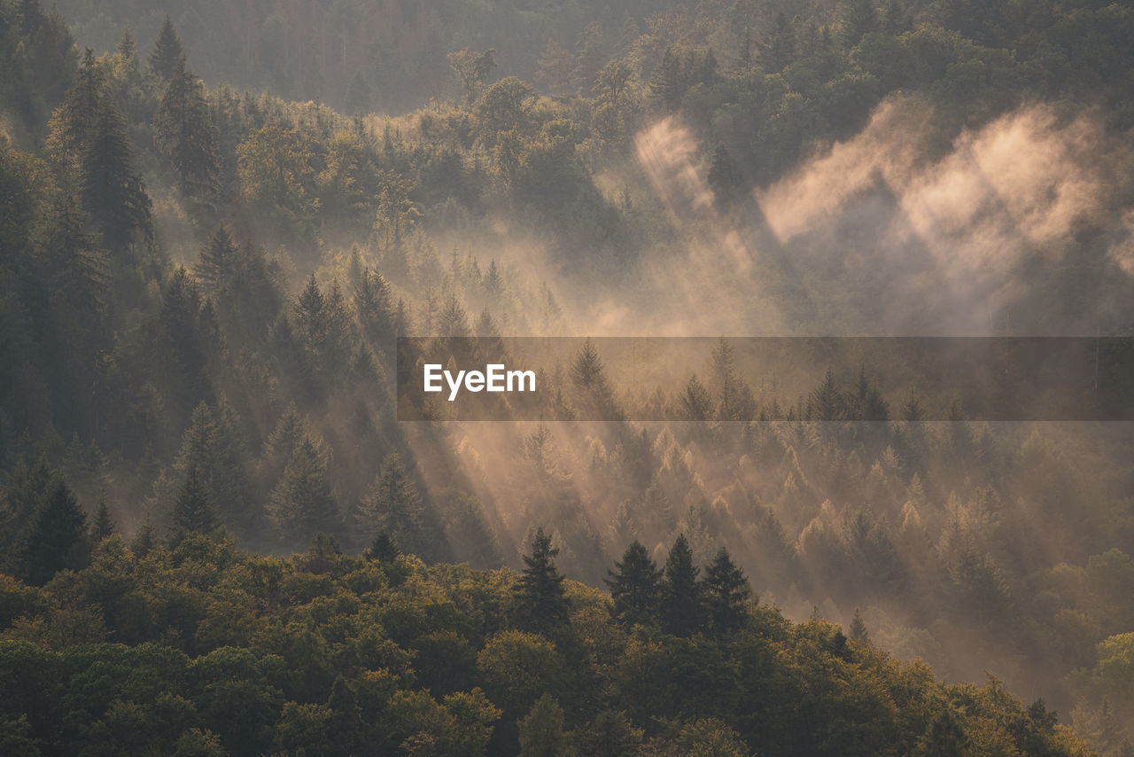 After a summer thunderstorm, the sun shines through the rising haze in the black forest