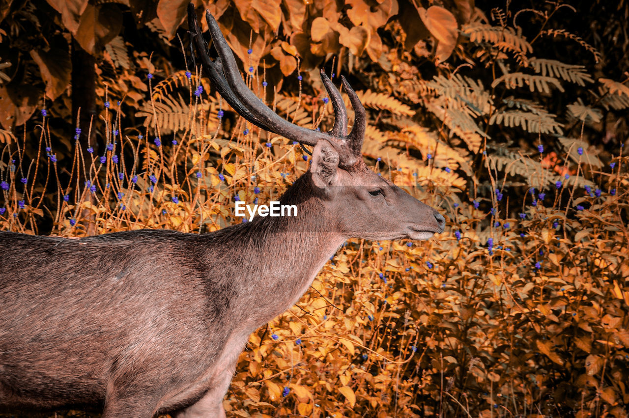 animal, animal themes, mammal, animal wildlife, deer, wildlife, one animal, autumn, nature, no people, antler, domestic animals, side view, reindeer, plant part, leaf, brown, herbivorous, outdoors, tree, plant, day, land, beauty in nature