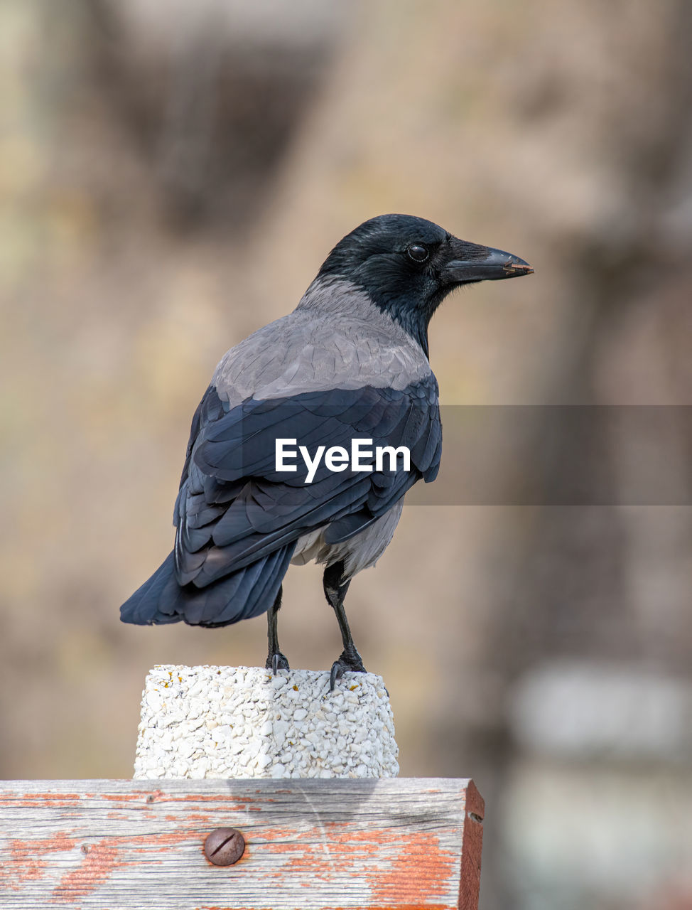 SIDE VIEW OF BIRD PERCHING ON A WALL