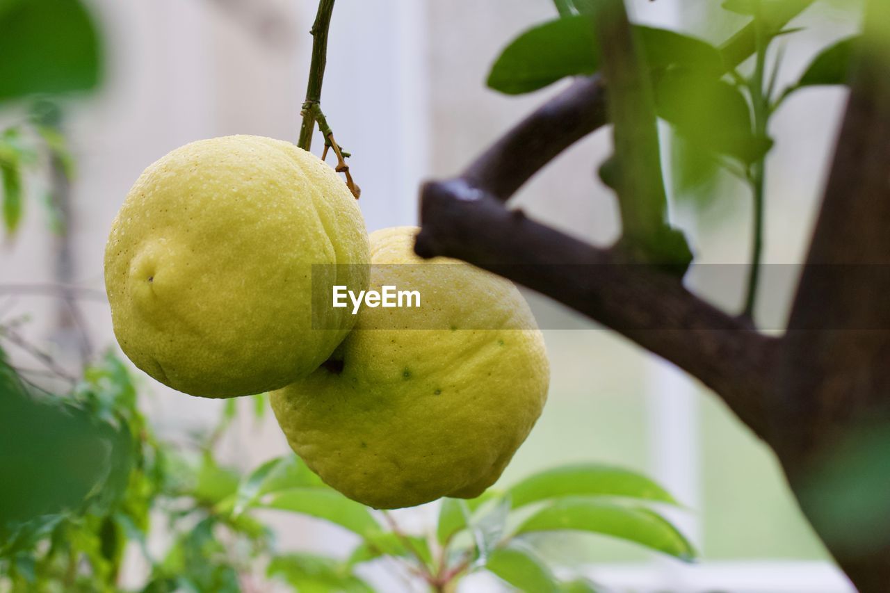 Close-up of lemons growing on tree