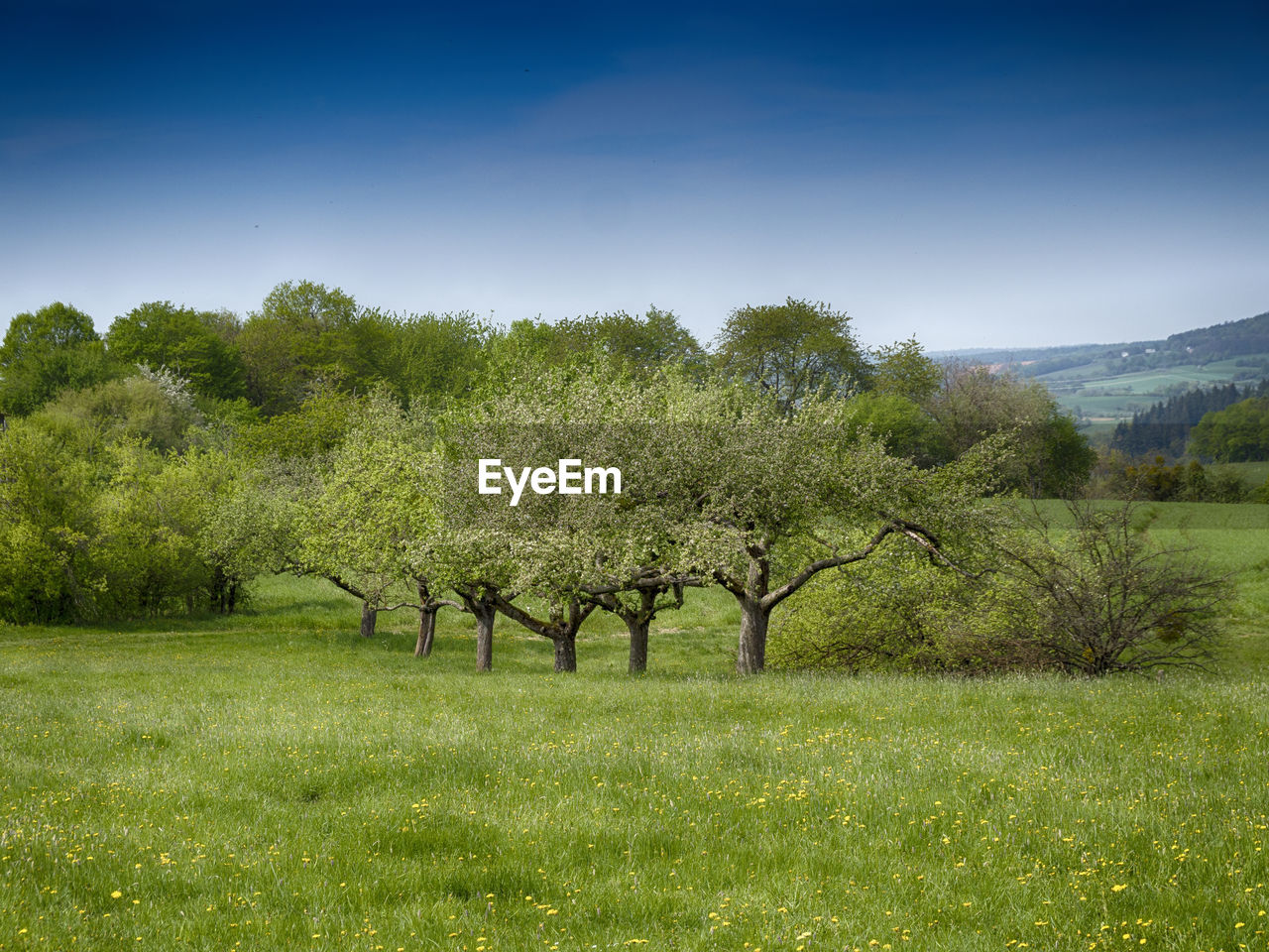 VIEW OF TREES ON FIELD