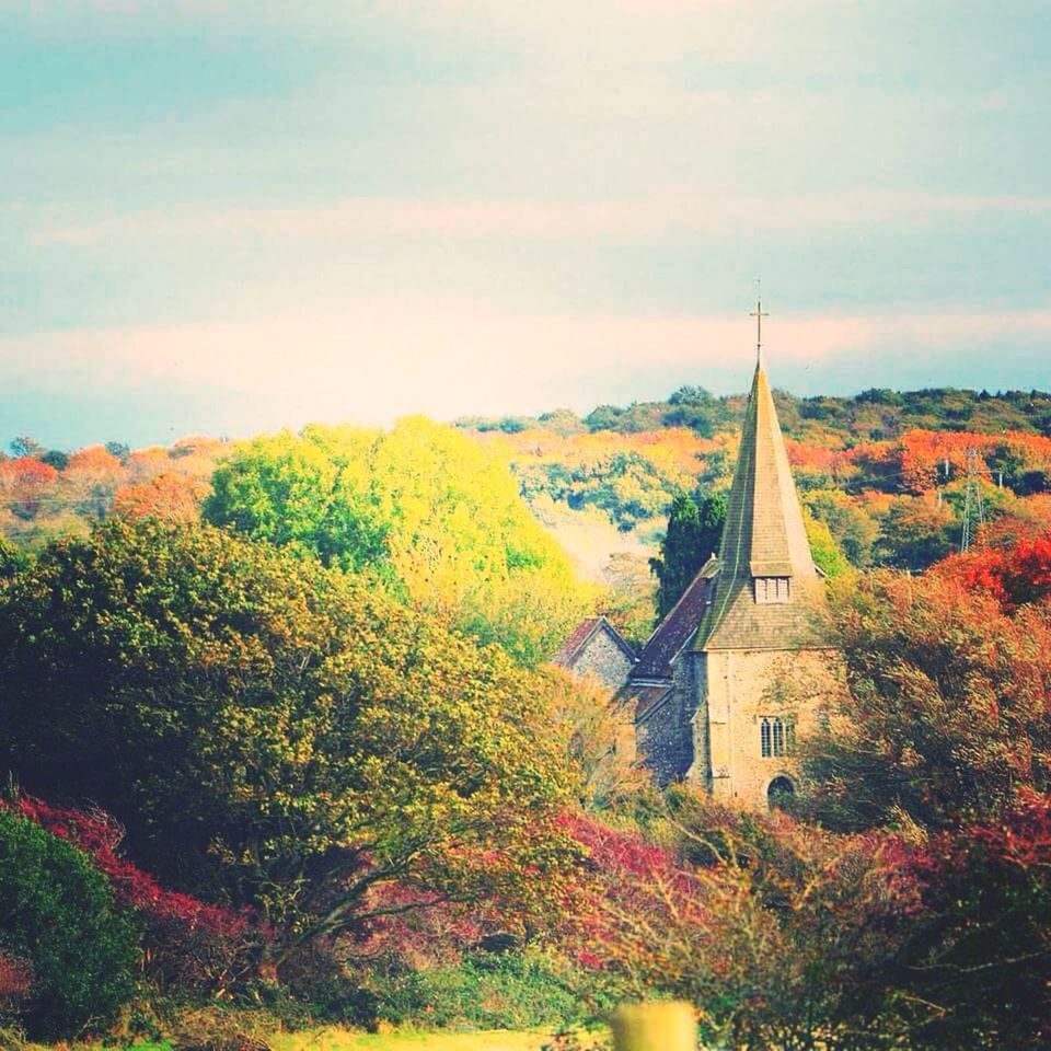 TREES IN AUTUMN