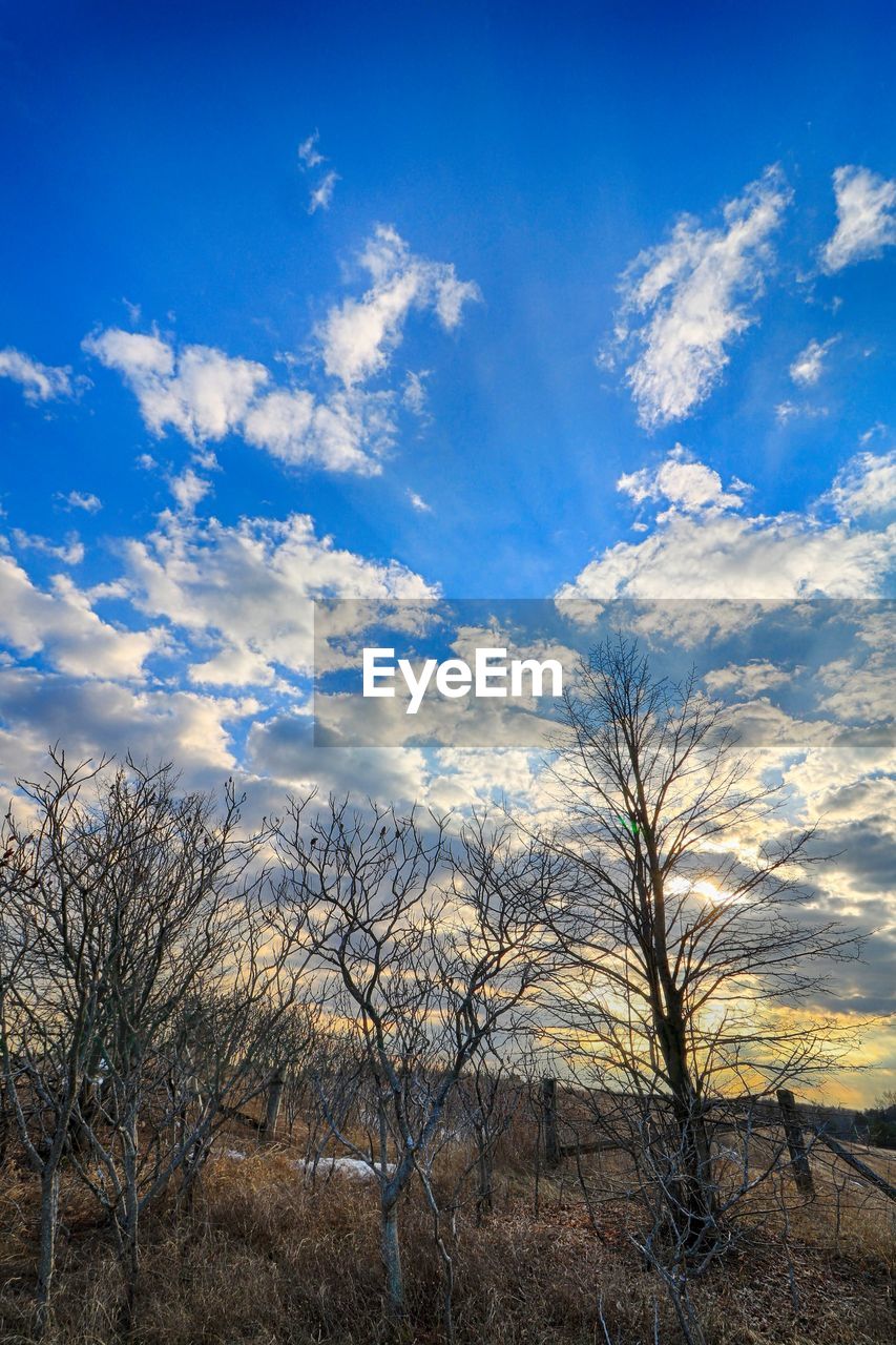 LOW ANGLE VIEW OF BARE TREES AGAINST SKY