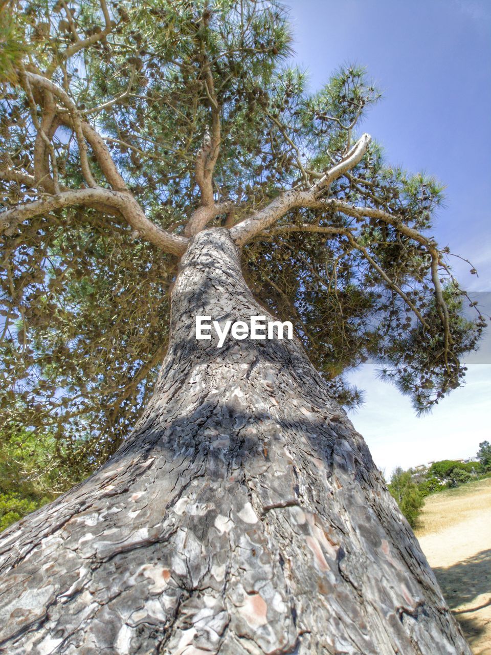 LOW ANGLE VIEW OF TREE TRUNK