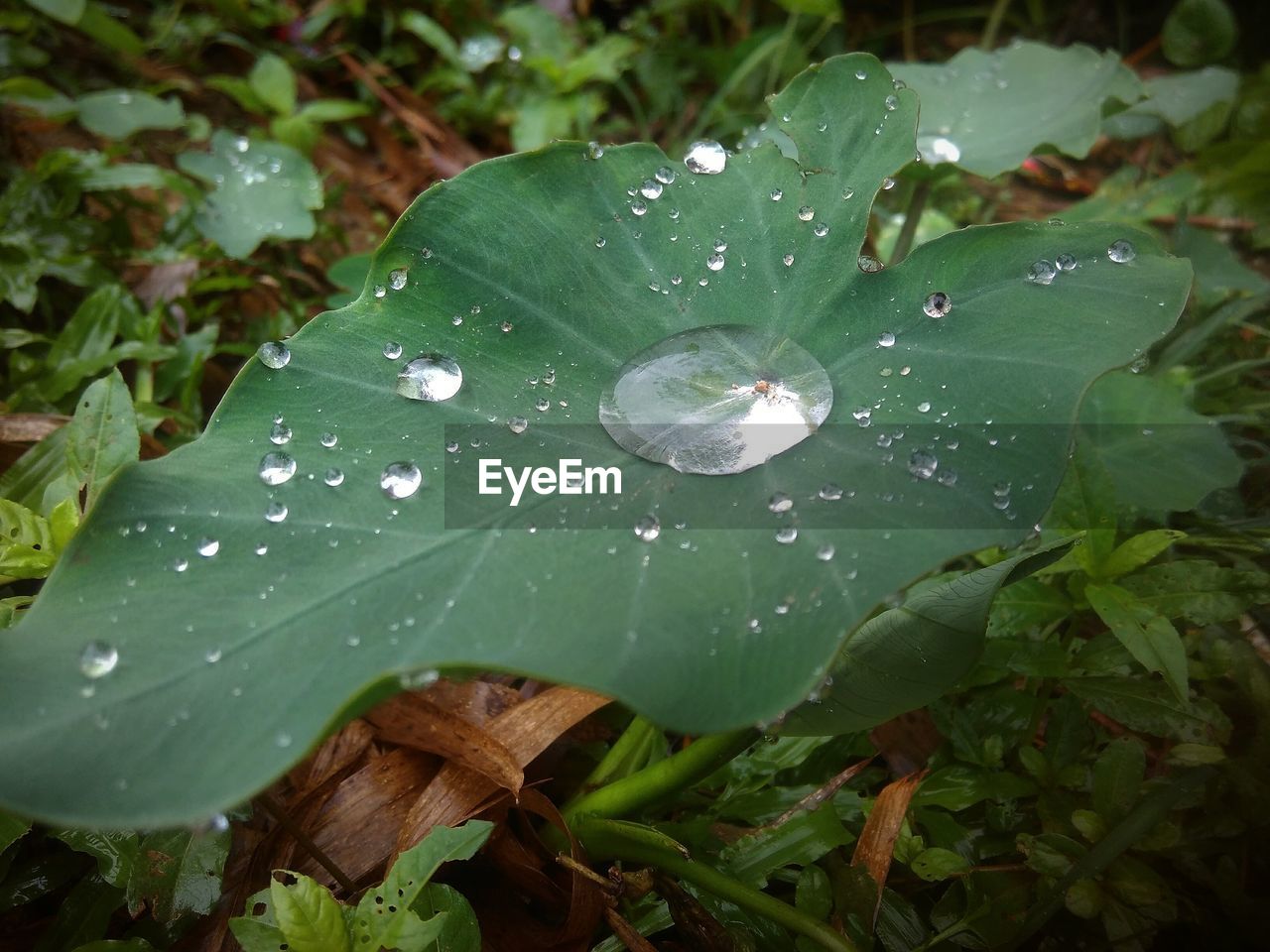 WATER DROPS ON LEAVES